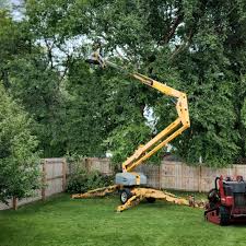 Best Tree Maintenance Programs  in Lindale, TX