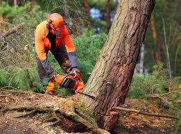 Best Lot and Land Clearing  in Lindale, TX