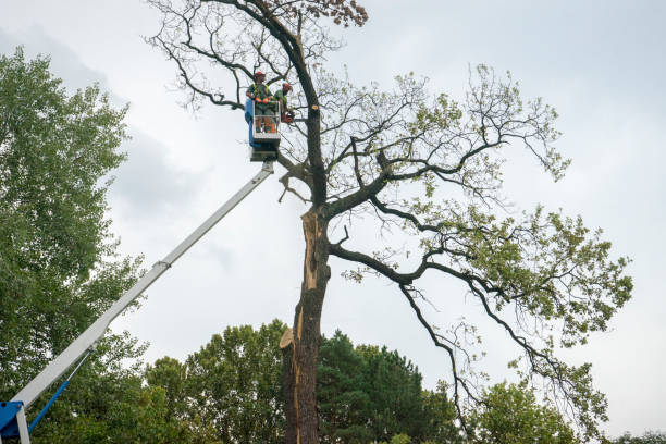 Best Hazardous Tree Removal  in Lindale, TX