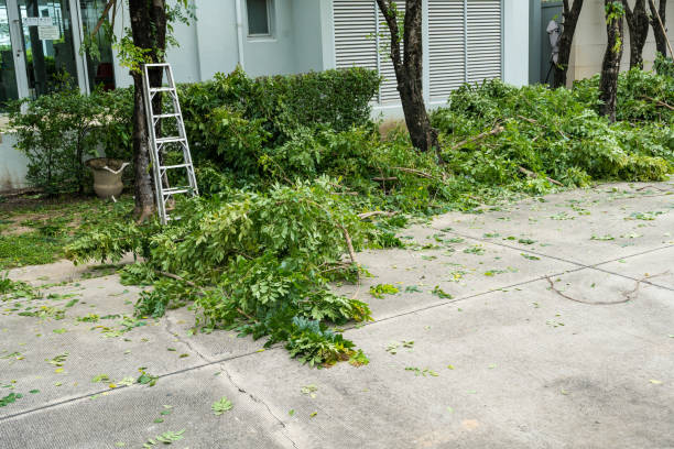 Best Emergency Tree Removal  in Lindale, TX